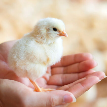 Ventilación para la industria Avicola